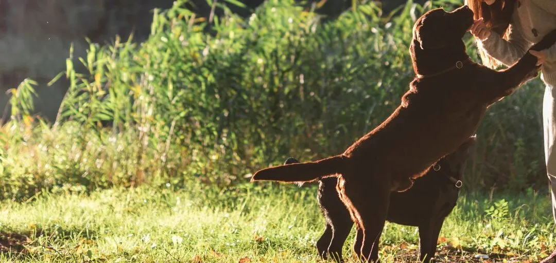 Cómo mejorar el comportamiento de tu perro