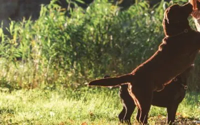 Cómo mejorar el comportamiento de tu perro