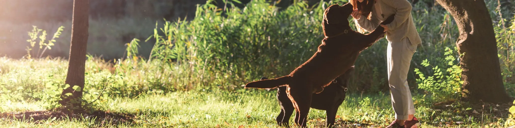 Cómo mejorar el comportamiento de tu perro