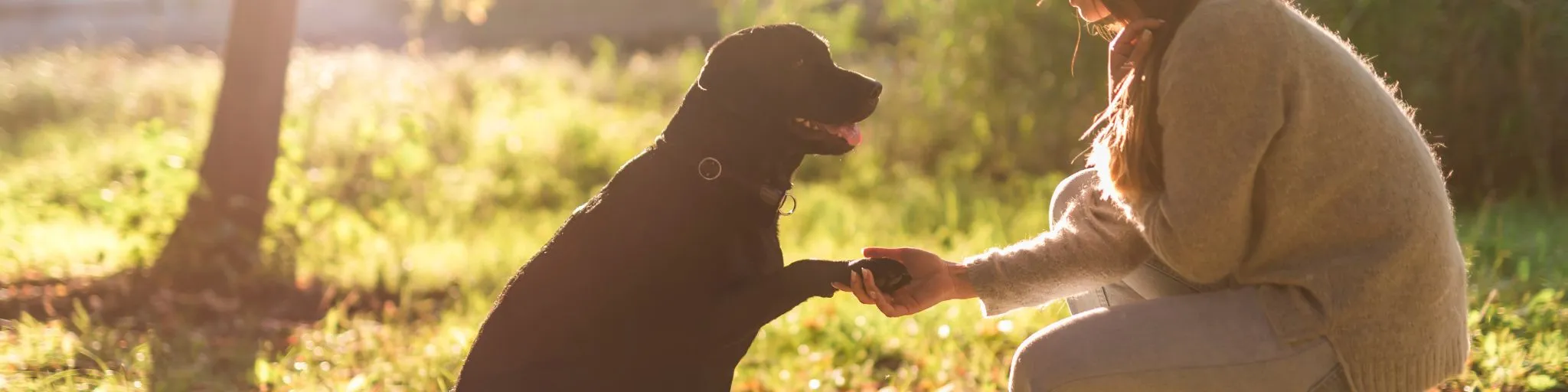 mejorar conducta canina santander